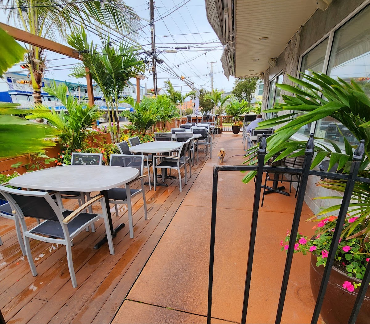Stella's Cafe
